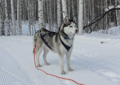 Dog Photo