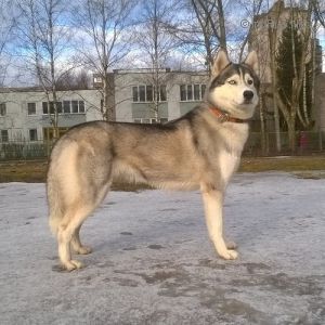 Dog Photo