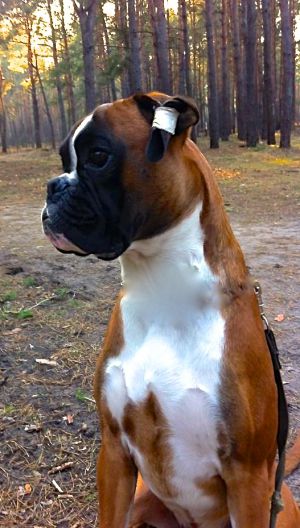 Dog Photo
