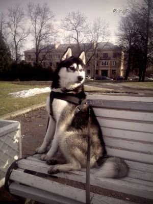 Dog Photo