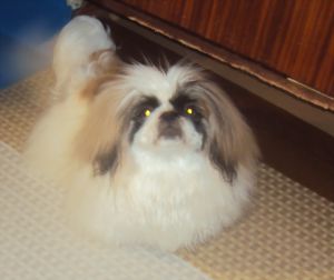 Dog Photo