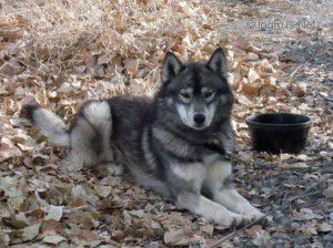 Dog Photo