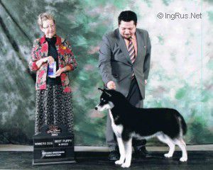 Dog Photo