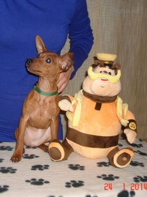 Dog Photo