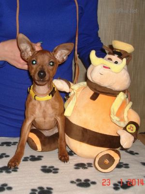 Dog Photo