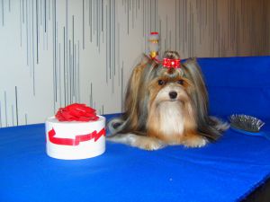 Dog Photo