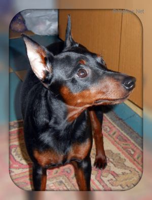 Dog Photo