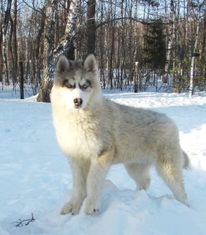 Dog Photo