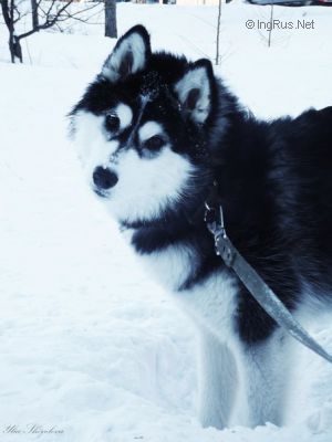 Dog Photo