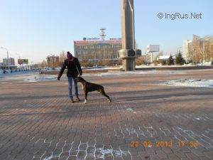 Dog Photo