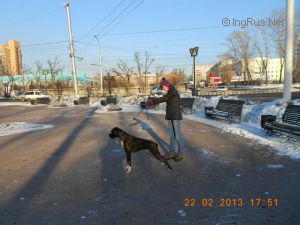 Dog Photo