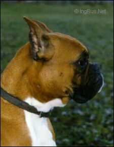 Dog Photo