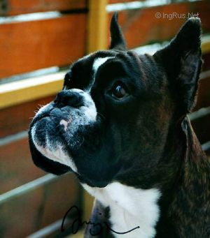 Dog Photo