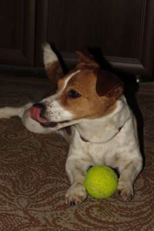 Dog Photo