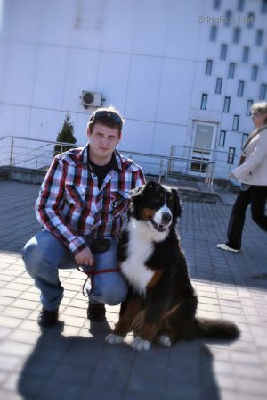 Dog Photo