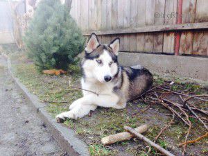 Dog Photo