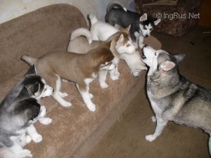 Dog Photo