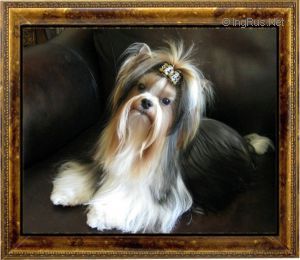 Dog Photo