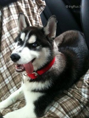 Dog Photo