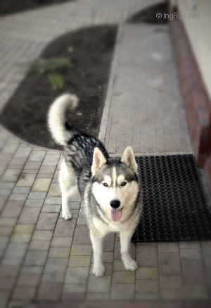 Dog Photo