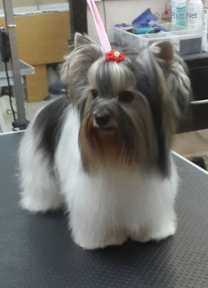 Dog Photo