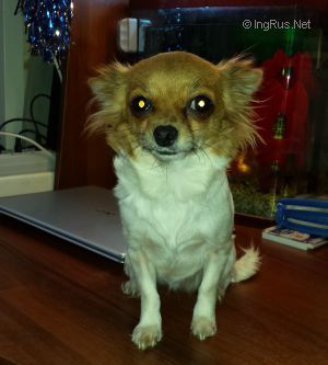 Dog Photo
