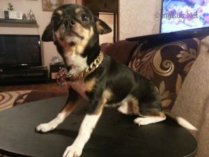 Dog Photo