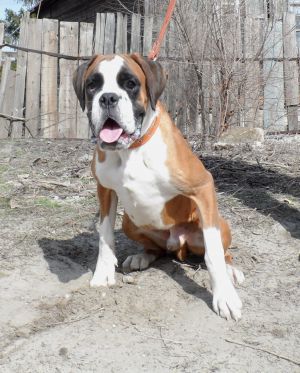 Dog Photo