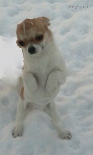 Dog Photo
