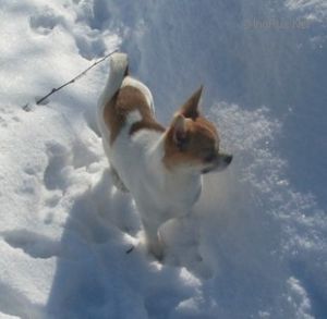 Dog Photo