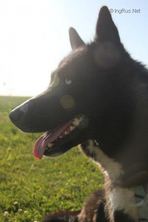 Dog Photo