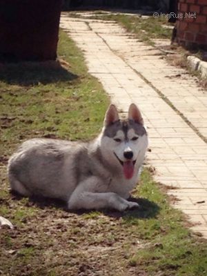 Dog Photo