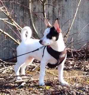 Dog Photo