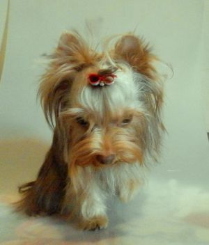 Dog Photo