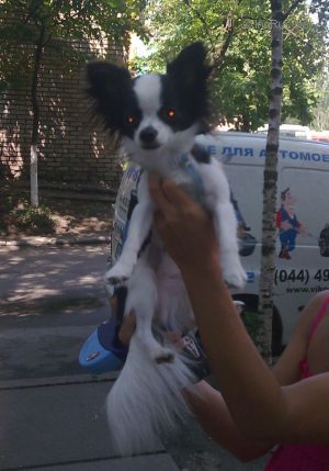 Dog Photo