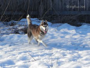 Dog Photo