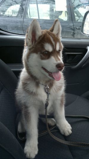 Dog Photo