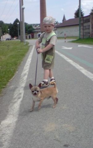 Dog Photo