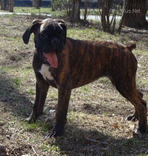 Dog Photo