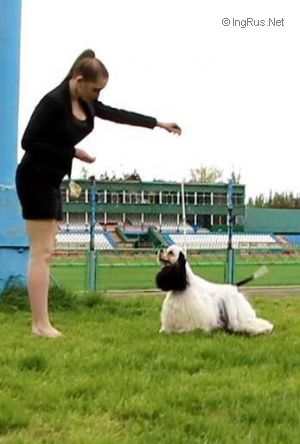 Dog Photo