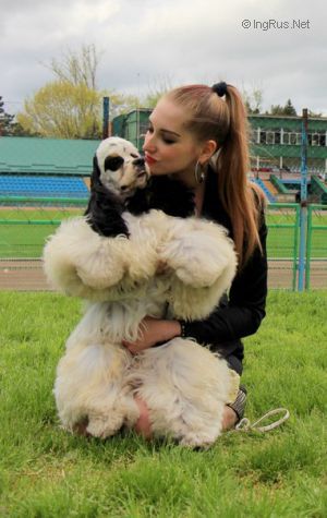 Dog Photo