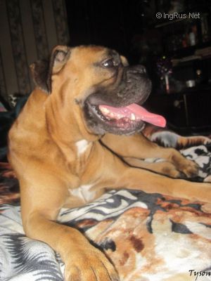 Dog Photo