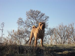 Dog Photo
