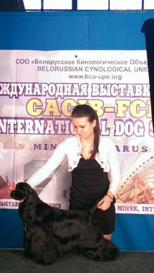 Dog Photo