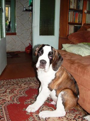 Dog Photo