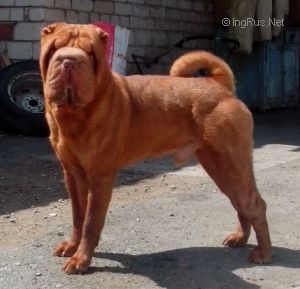 Dog Photo