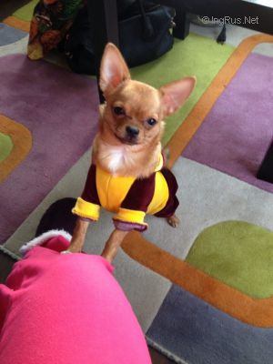 Dog Photo
