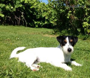 Dog Photo