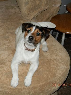 Dog Photo