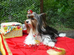 Dog Photo